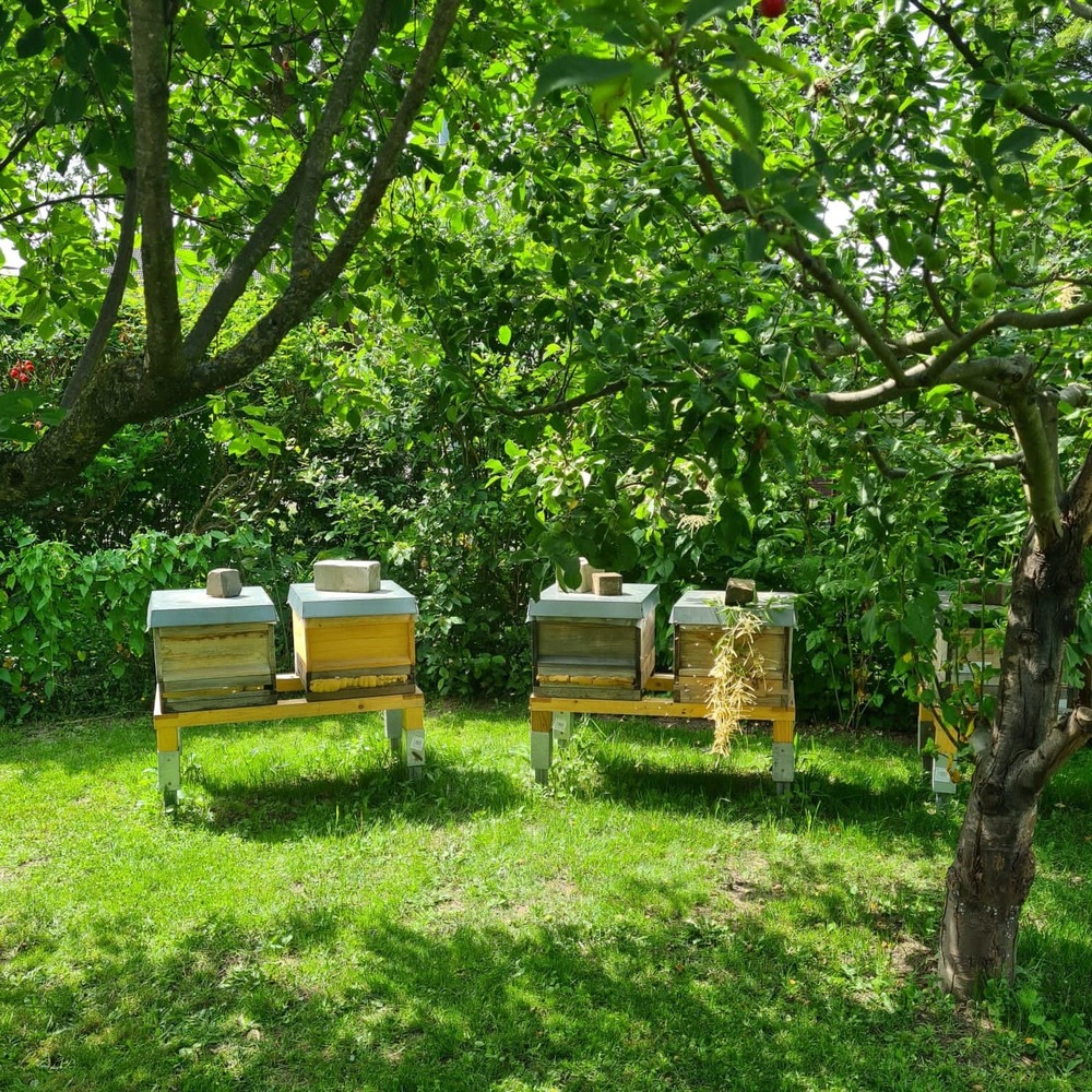 Bienenvölker im Bienengarten des Vereins