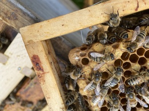 Blühstreifen und Hecken ideal für Wildbienen (Quelle: Bienen-nachrichten.de)