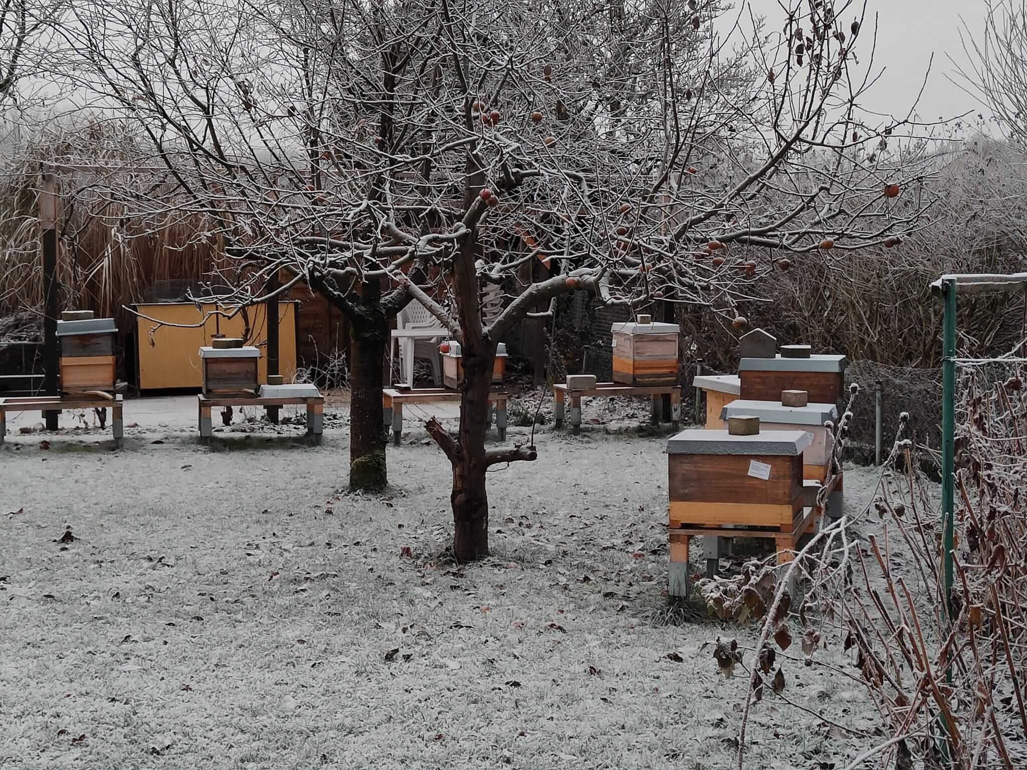 Winter im Bienengarten