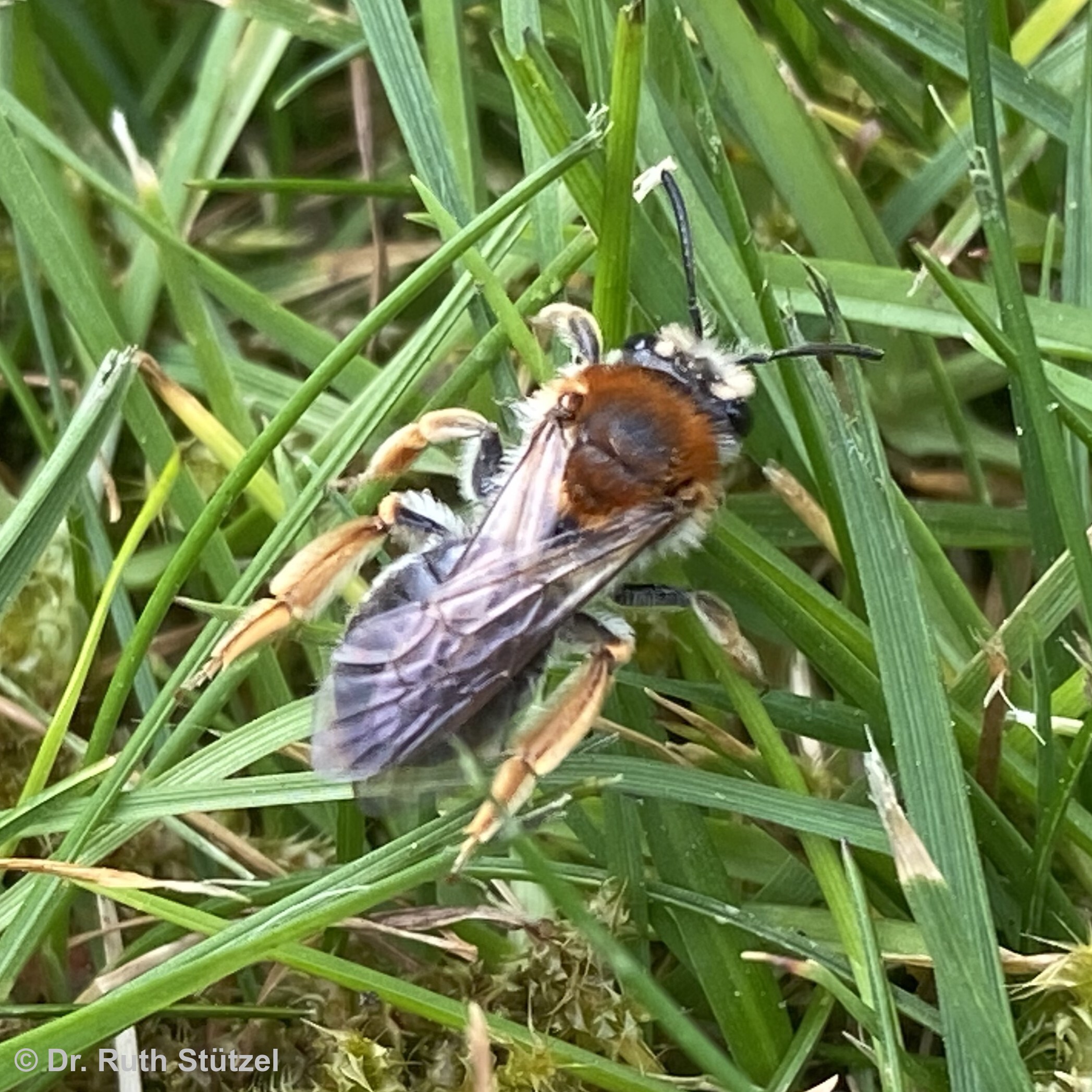 Wildbienen und Honigbienen